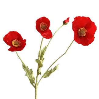 3 Head Bright Red Poppy