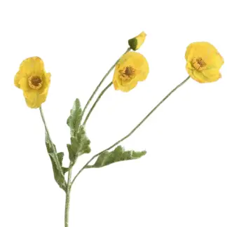 3 Head Bright Yellow Poppy