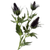 purple thistle