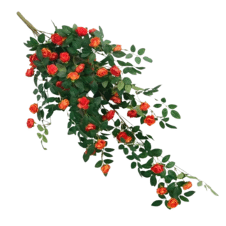 Deep Orange Rose Bush