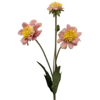 Dusty Pink Scabiosa