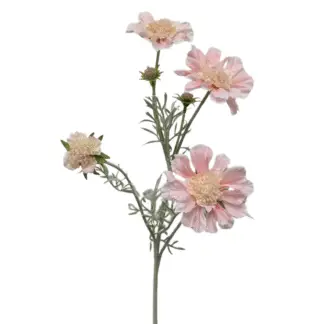 Light Pink Scabiosa