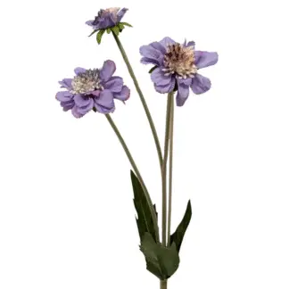 Purple Scabiosa