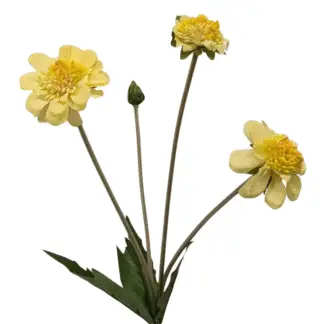 Yellow Scabiosa