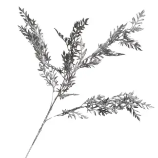 Silver Ruscus Branch