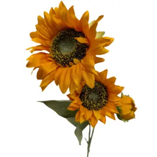 3 Head Orange Sunflower