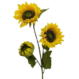 3 Head Yellow Sunflower