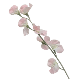 Light Pink Sweet Pea