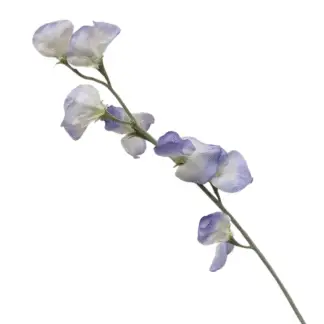 Light Purple Sweet Pea