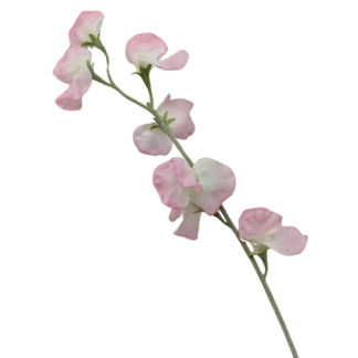 Pink Sweet Pea