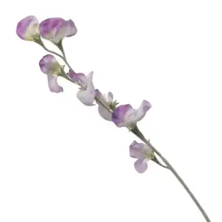 Purple Sweet Pea