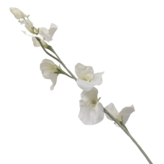 White Sweet Pea