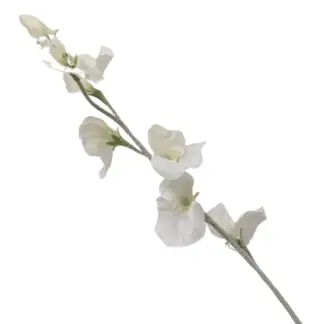 White Sweet Pea