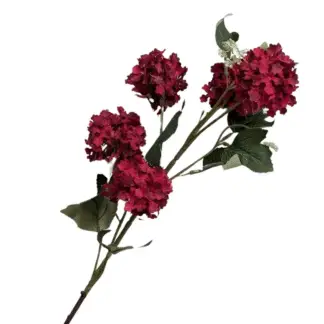 Burgundy Viburnum