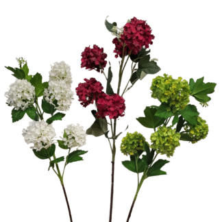 Viburnum