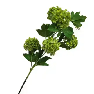 Green Viburnum