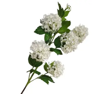 White Viburnum