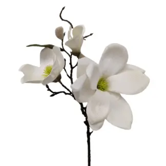 Premium White Magnolia