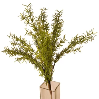 Green Asparagus Grass