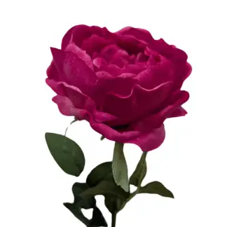 Fuchsia Real Feel Single Stem Austin Rose