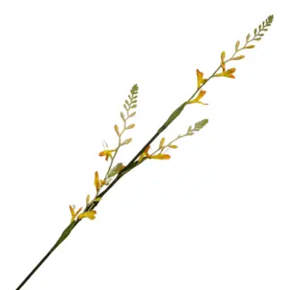 Yellow Real Feel Fire Orchid