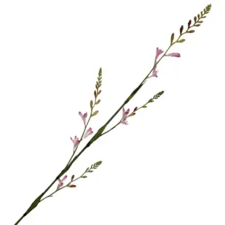 Pink Real Feel Fire Orchid