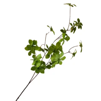 Green Camellia Branch