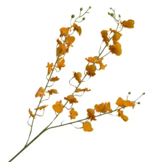 Orange Real Feel Oncidium