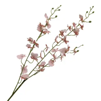 Pink Real Feel Oncidium