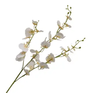 White Real Feel Oncidium