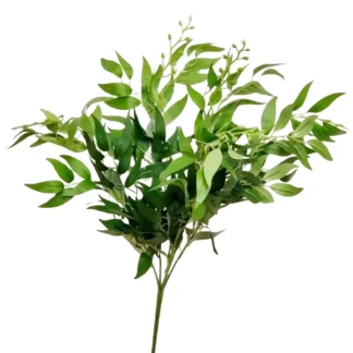 Dark Green Italian Ruscus Bunch