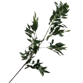 100cm Dark Green Italian Ruscus Stem
