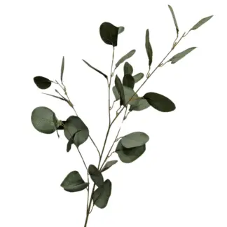 Dark Green Silver Dollar Eucalyptus Branch