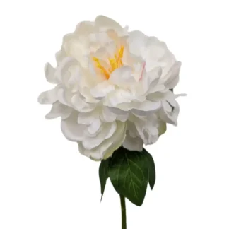 White  Single Stem Peony