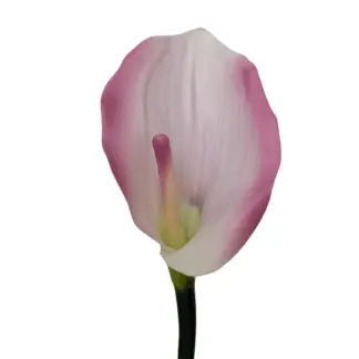 Pink Real Feel Calla Lily