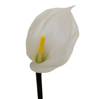 White Real Feel Calla Lily