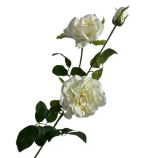 White 3 Head Single Stem Camellia