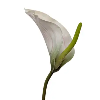 White Real Feel Anthurium