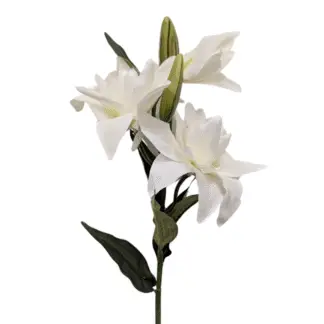 3 Head White HQS Asiatic Lily