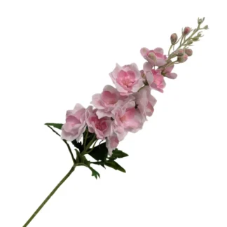 Pink Real Feel Delphinium