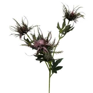 3 Head Purple Thistle