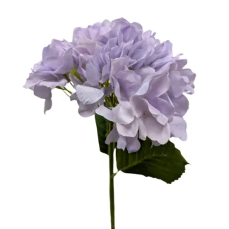 Hydrangea Single Stem