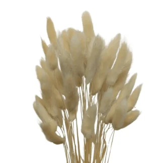 50 Head Bunch Dried White Bunny Tail Pampas