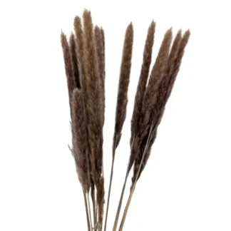 Natural Reed Dried Pampas Grass 10Pc Bunch