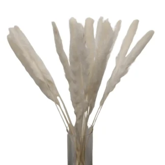 Ivory Reed Dried Pampas Grass 10Pc Bunch