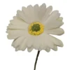 white gerbera daisy