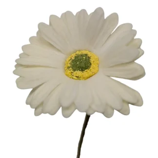 White Gerbera Daisy
