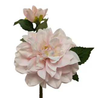 Light Pink Single Stem Dahlia