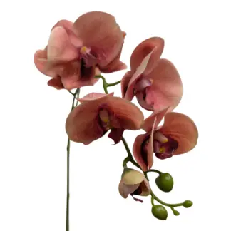 7 Bloom Coral Real Feel Orchid