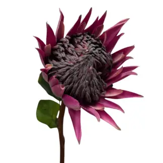Purple/Red Queen Protea